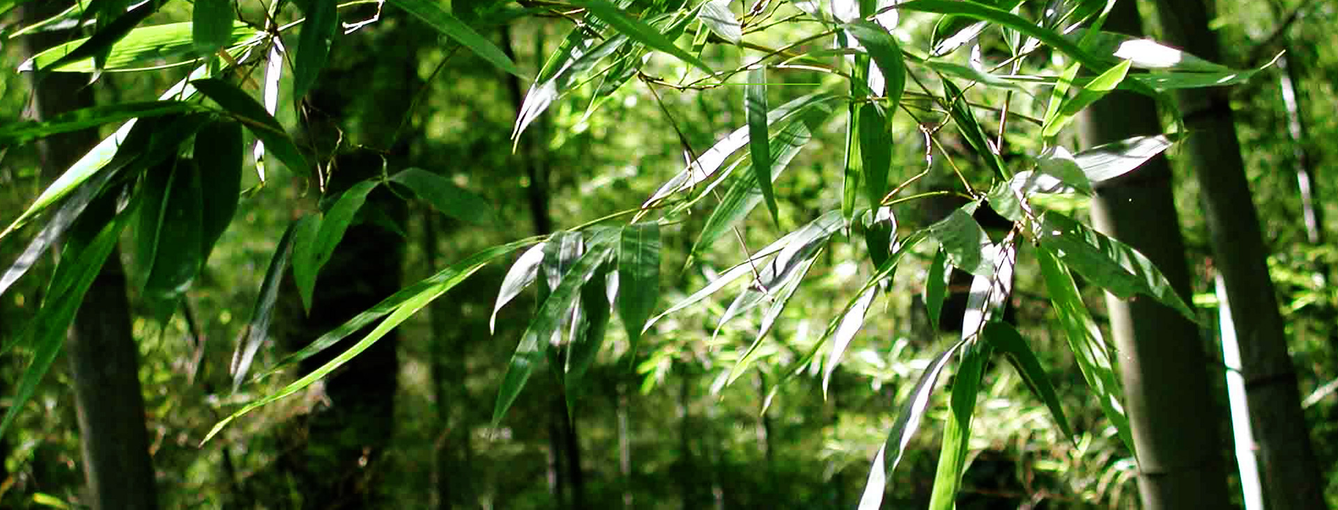 發(fā)現(xiàn)和恩竹刨切板，竹多層板，竹家具板，竹集成材及更多